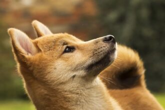 DOGE Mining Firm Z Squared To Go Public Through Merger