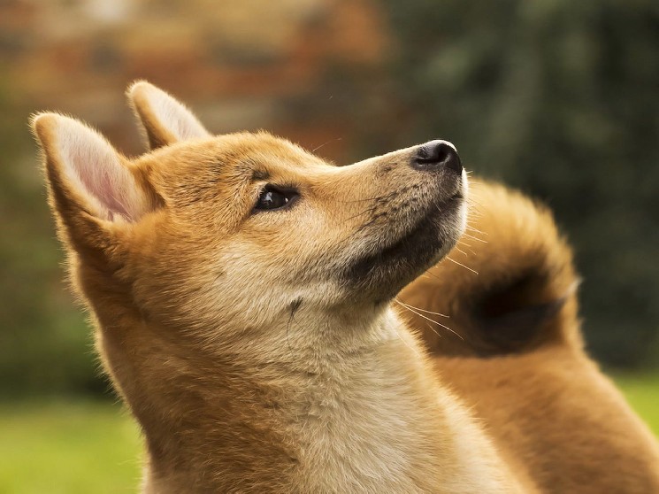 DOGE Mining Firm Z Squared To Go Public Through Merger
